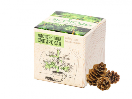 Набор для выращивания Лиственница Сибирская