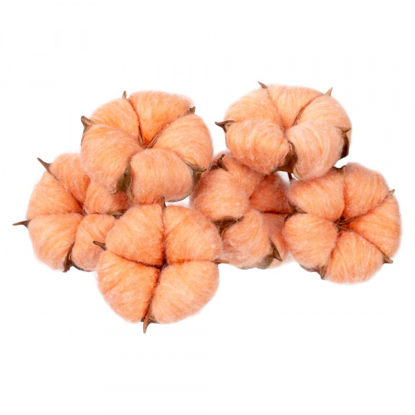 Цветок хлопка Cotton